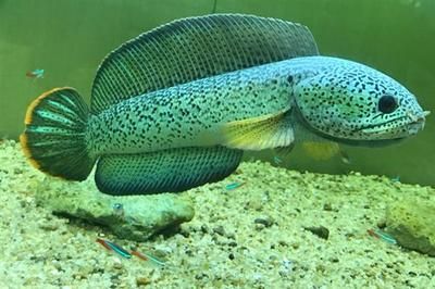 金龍魚擺件的意義