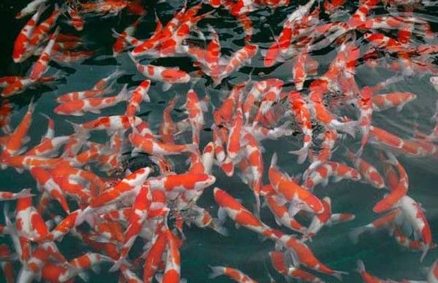 龍魚顏色會變紅嗎怎么回事啊：龍魚顏色變紅之謎，探尋背后的多重因素
