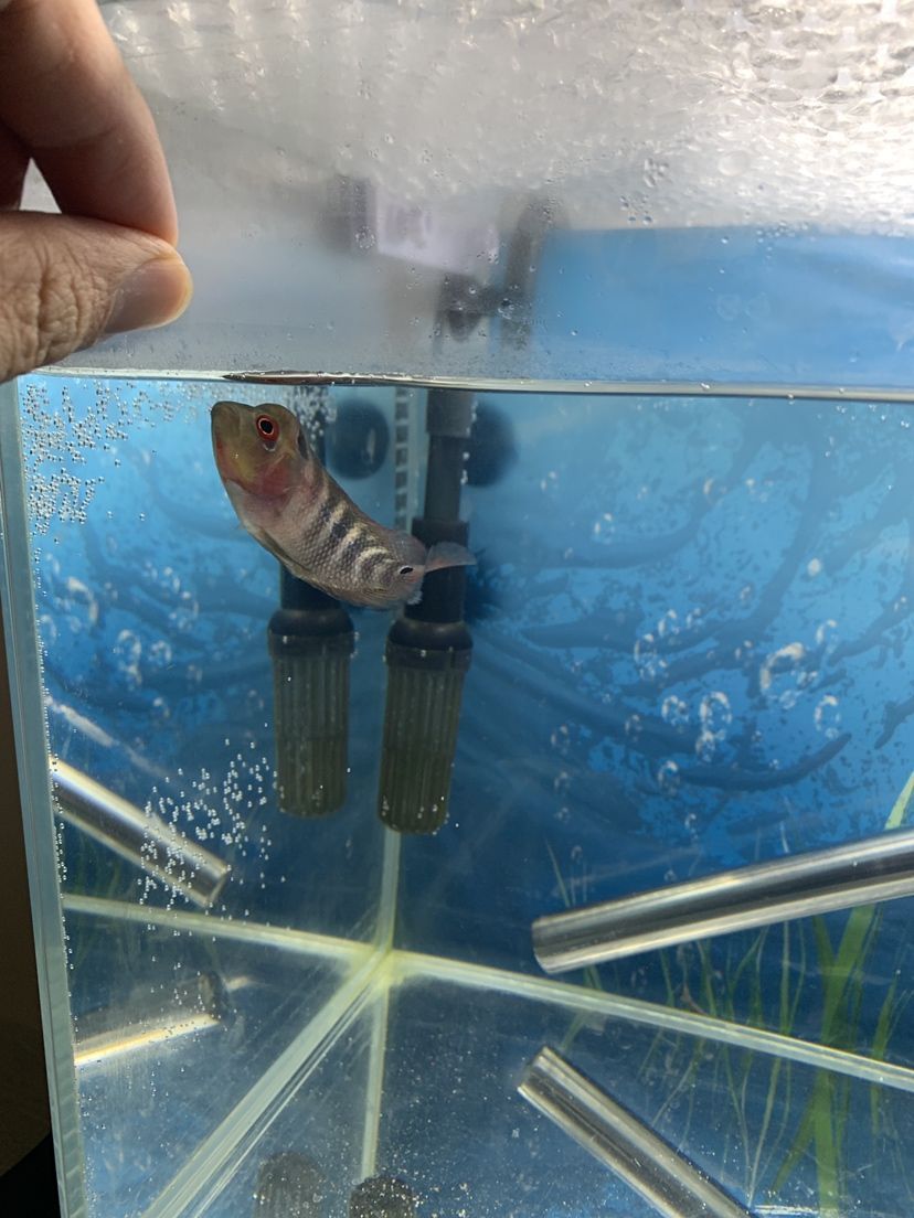 舊魚缸可以送人用嗎有什么忌諱（舊魚缸送人有什么忌諱賣掉影響風(fēng)水嗎）