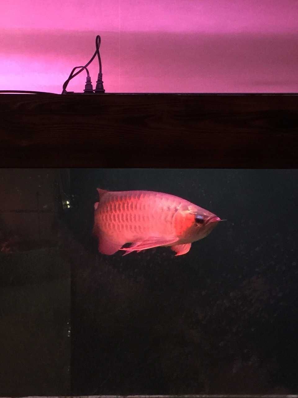 紅龍魚尾鰭白邊發紅（紅龍魚尾鰭白邊發紅怎么回事）