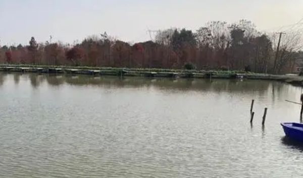 龍魚吃食不積極