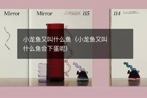 迷你小龍魚(yú)（迷你小龍魚(yú)的養(yǎng)殖技巧）