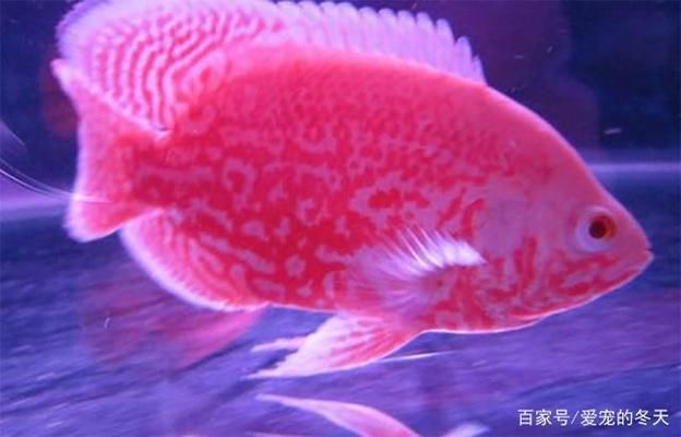 金龍魚是哪里產(chǎn)的 金龍魚是哪里產(chǎn)的 龍魚百科 第3張