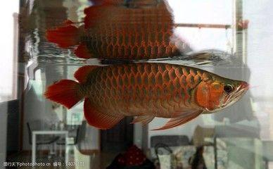 龍魚不往上游是什么原因