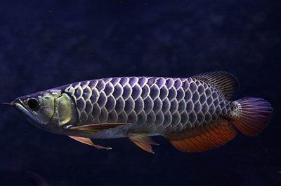 金龍魚價格多少錢一條40公分的魚苗