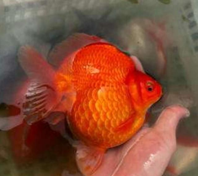 紅龍吃金魚可以幫助發色嗎 紅龍吃金魚可以幫助發色嗎 龍魚百科 第3張