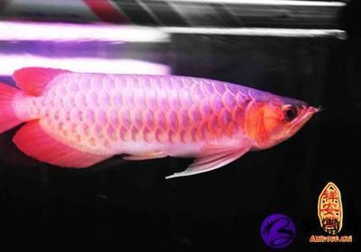 金龍魚和銀龍魚哪個更貴