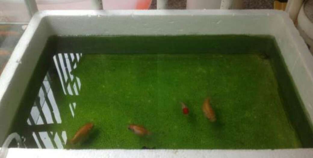 紅色的龍魚