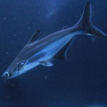 龍魚學名叫什么魚：龍魚的學名探究，深入了解其背后的科學命名