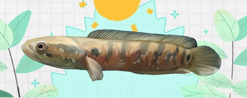 七星魚和龍魚養一起，七星魚和龍魚可以一起養嗎？