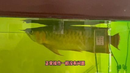金龍魚尾巴有黑點