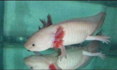 龍魚憋卵解決辦法