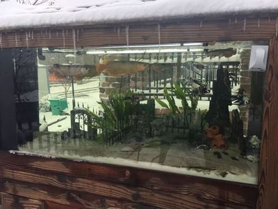 龍魚多少度的水溫合適呢冬天養