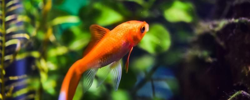 小型魚缸換水（小型魚缸換水器）