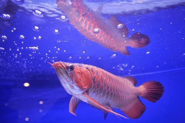 龍魚可以買賣嗎（人工繁育的龍魚可以買賣嗎？）