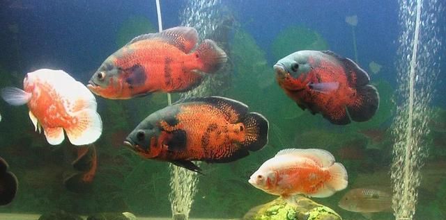 錦鯉能和龍魚一起混養嗎水溫度高怎么辦