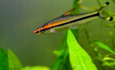 金龍魚魚類百科