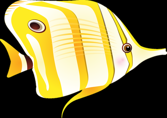 極品古典藍金龍魚價格多少
