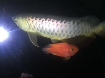 藍底高背金龍魚用什么燈光