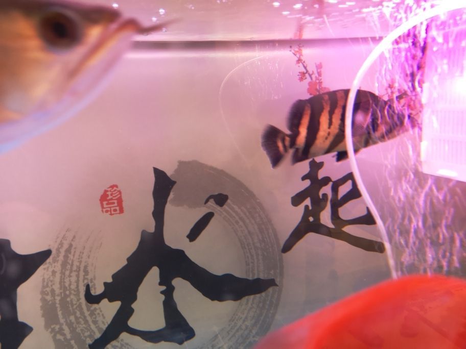 哪里有專(zhuān)門(mén)賣(mài)中型或大型的魚(yú)缸賣(mài)呢（大魚(yú)缸在哪買(mǎi)）