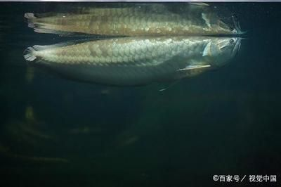 龍魚側翻了游不穩