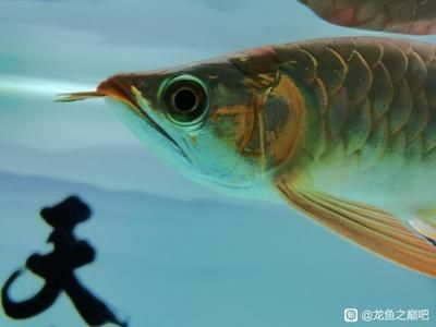 龍魚吧 百度貼吧官網，龍魚養殖技巧入門指南