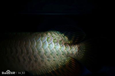 龍魚吧 百度貼吧官網(wǎng)，龍魚養(yǎng)殖技巧入門指南