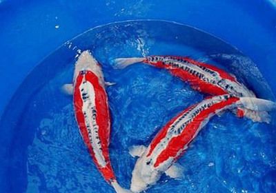 古典金龍魚用什么背景 古典金龍魚用什么背景 龍魚百科 第2張