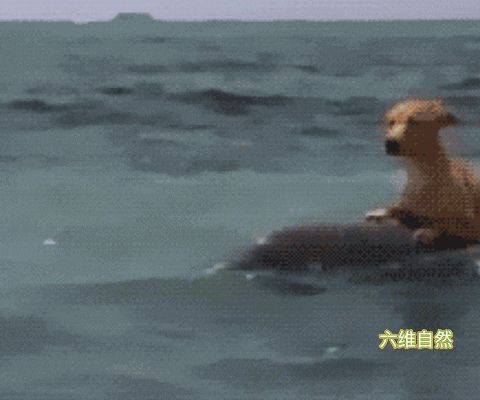 鯊魚幼崽的早期生活習性，鯊魚幼崽的早期生活習性對于保護這一珍貴物種具有重要意義