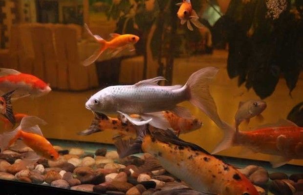 最大金龍魚視頻大全播放：探秘最大金龍魚，震撼視頻背后的神秘水族世界