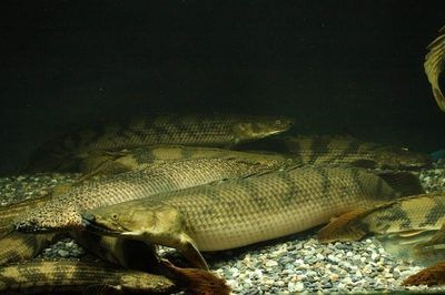 恐龍王魚品種鑒別技巧，恐龍王魚品種鑒別技巧摘要：恐龍王魚品種鑒別技巧