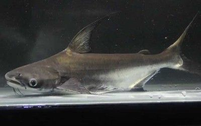 鴨嘴鯊魚最佳混養(yǎng)伙伴，鴨嘴鯊魚適合與哪些魚混養(yǎng) 鴨嘴鯊魚最佳混養(yǎng)伙伴，鴨嘴鯊魚適合與哪些魚混養(yǎng) 虎魚百科 第1張
