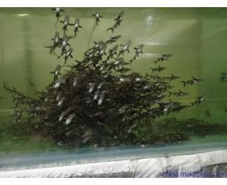 鴨嘴鯊魚最佳混養(yǎng)伙伴，鴨嘴鯊魚適合與哪些魚混養(yǎng) 鴨嘴鯊魚最佳混養(yǎng)伙伴，鴨嘴鯊魚適合與哪些魚混養(yǎng) 虎魚百科 第7張
