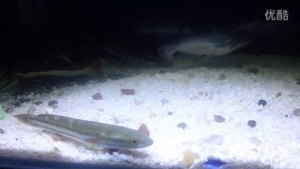 鴨嘴鯊魚最佳混養(yǎng)伙伴，鴨嘴鯊魚適合與哪些魚混養(yǎng) 鴨嘴鯊魚最佳混養(yǎng)伙伴，鴨嘴鯊魚適合與哪些魚混養(yǎng) 虎魚百科 第6張