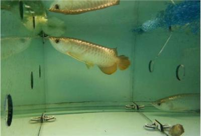 家里養(yǎng)金龍魚需要注意什么 家里養(yǎng)金龍魚需要注意什么 龍魚百科 第3張