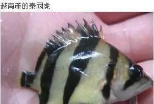 泰國虎魚性格差異探究，泰國虎魚的性格特點