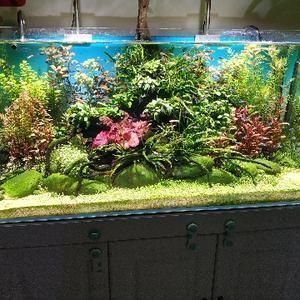 虎魚混養(yǎng)環(huán)境布置技巧，虎魚混養(yǎng)水草選擇指南，虎魚混養(yǎng)水質(zhì)管理技巧
