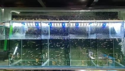 虎魚混養環境布置技巧，虎魚混養水草選擇指南，虎魚混養水質管理技巧 虎魚混養環境布置技巧，虎魚混養水草選擇指南，虎魚混養水質管理技巧 虎魚百科 第4張