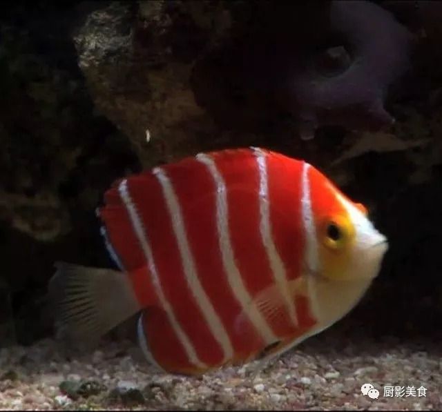 高檔觀賞魚品種及價格，高檔觀賞魚品種及價格范圍