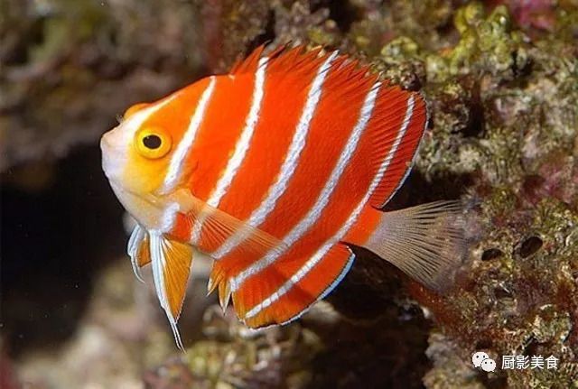 高檔觀賞魚品種及價格，高檔觀賞魚品種及價格范圍