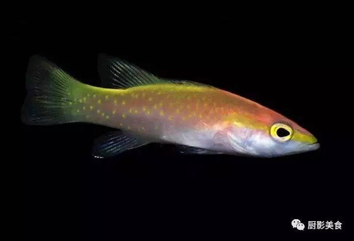 高檔觀賞魚品種及價格，高檔觀賞魚品種及價格范圍