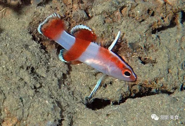 高檔觀賞魚品種及價格，高檔觀賞魚品種及價格范圍