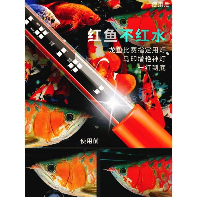魟魚好不好養活呀：魟魚的飼養難度在一定程度上取決于飼養者的經驗和對水質的管理