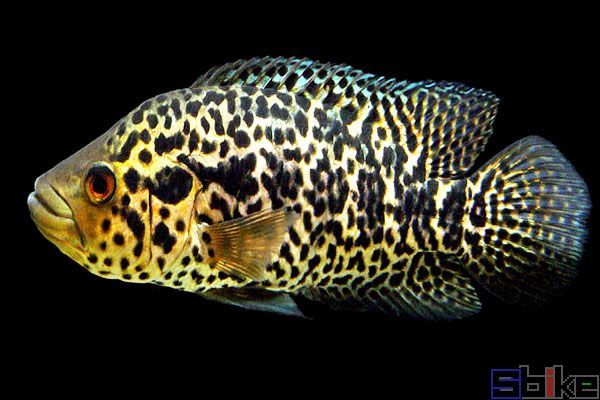 金老虎魚繁殖條件要求，金老虎魚的繁殖條件要求