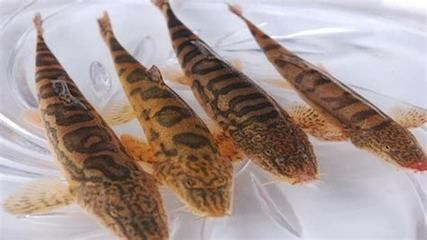 金老虎魚繁殖條件要求，金老虎魚的繁殖條件要求