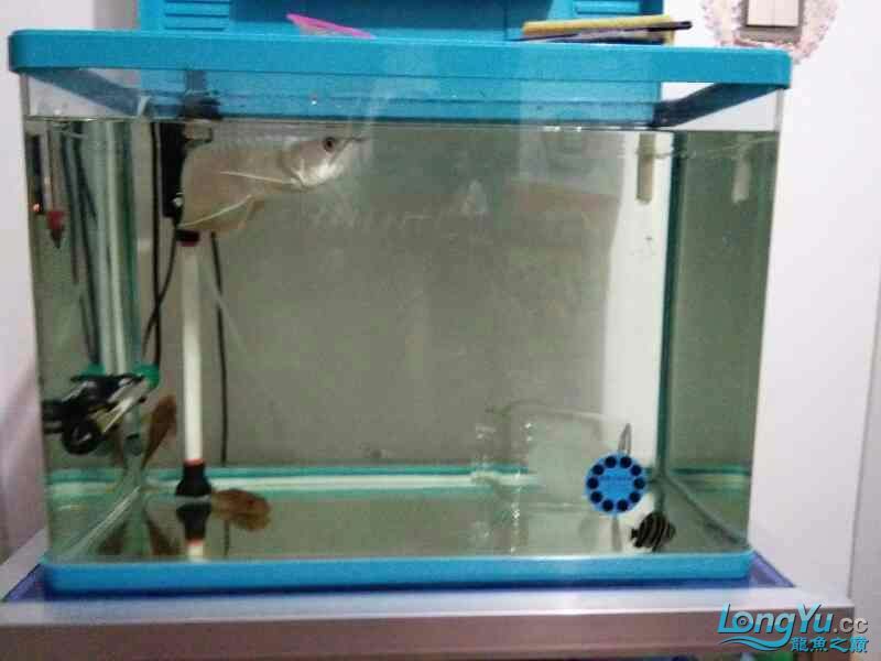 四海水族泰國貿易邀你來拼魚+海盜虎魚 四海水族泰國貿易邀你來拼魚+海盜虎魚 虎魚百科 第1張