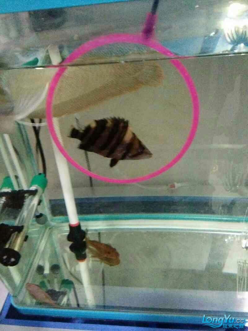 四海水族泰國貿易邀你來拼魚+海盜虎魚 四海水族泰國貿易邀你來拼魚+海盜虎魚 虎魚百科 第2張