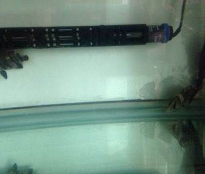四紋虎魚適宜pH值范圍，四紋虎魚最佳養殖水溫，如何調節魚缸ph值，四紋虎魚飼料選擇指南 四紋虎魚適宜pH值范圍，四紋虎魚最佳養殖水溫，如何調節魚缸ph值，四紋虎魚飼料選擇指南 虎魚百科 第3張