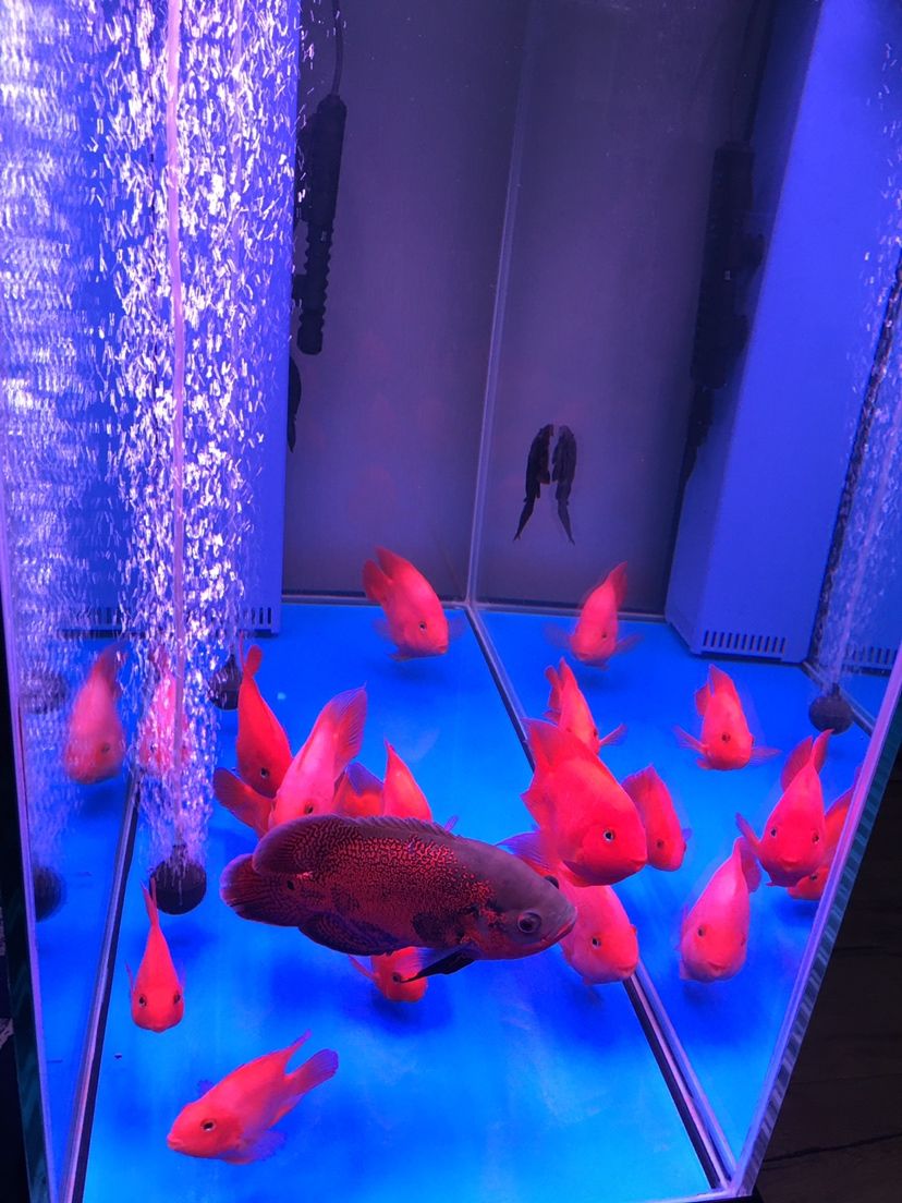 總感覺缸空 總感覺缸空 魚缸百科 第1張