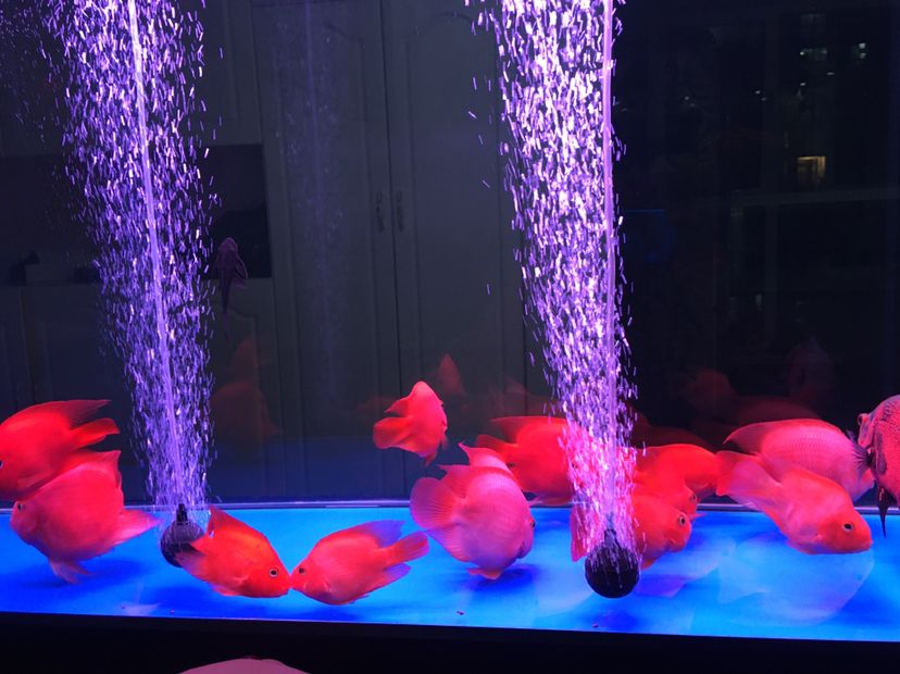 總感覺缸空 總感覺缸空 魚缸百科 第2張